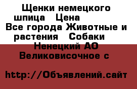 Щенки немецкого шпица › Цена ­ 20 000 - Все города Животные и растения » Собаки   . Ненецкий АО,Великовисочное с.